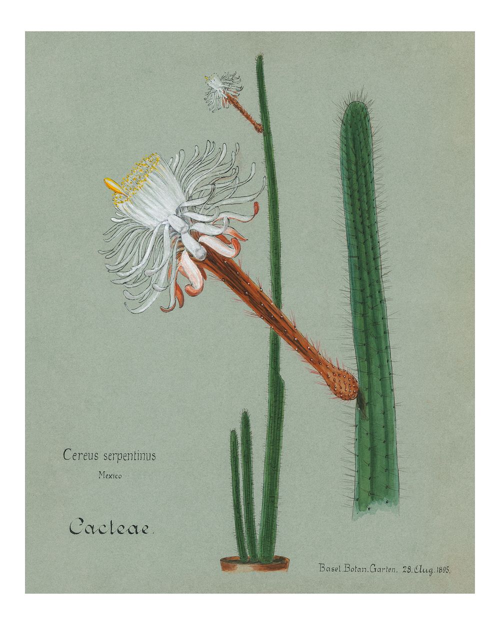 Snake cactus vintage art print, remixed from our own original copy of Familie Der Cacteen (1893-1905).