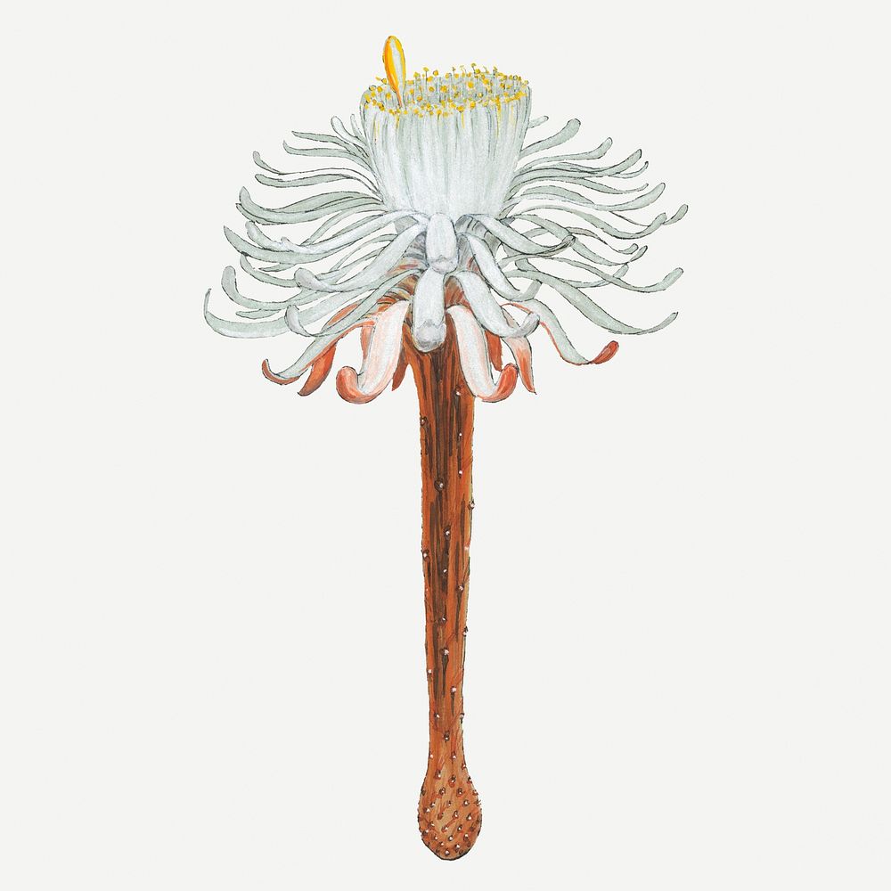 Snake cactus flower drawing, aesthetic vintage flower illustration