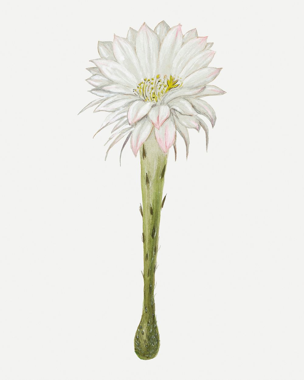 Flower sticker, aesthetic vintage white Easter lily cactus illustration, classic design element psd