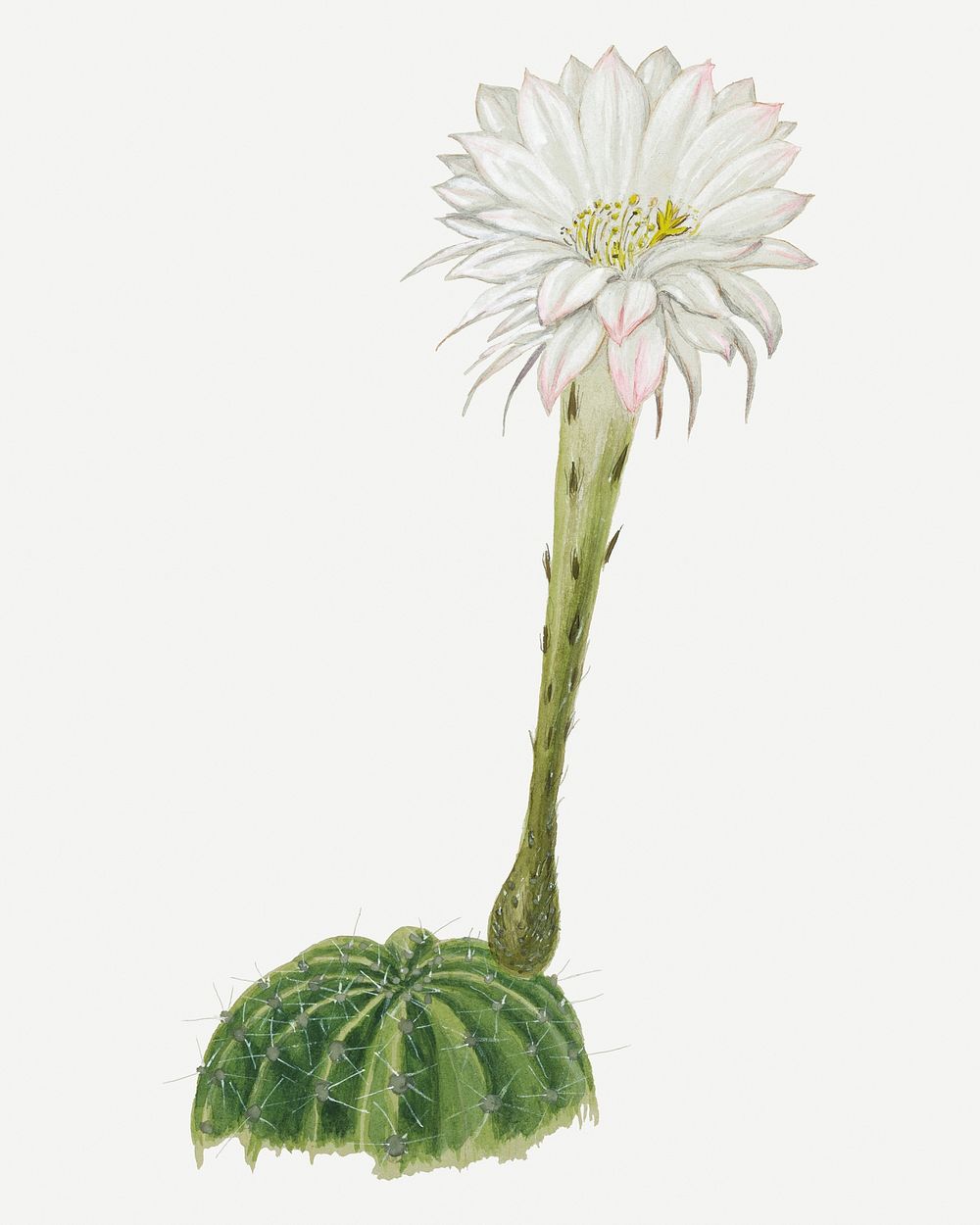 Easter lily cactus drawing, aesthetic vintage flower illustration