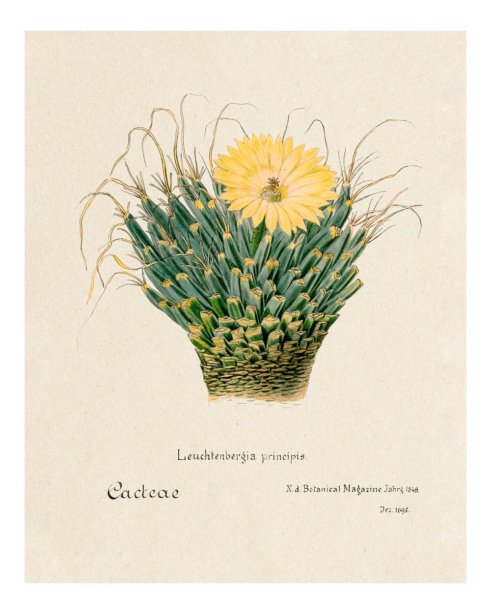Agave cactus vintage art print, remixed from our own original copy of Familie Der Cacteen (1893-1905).