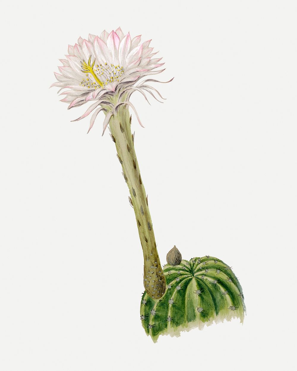 Flower sticker, aesthetic vintage white Hedgehog cactus illustration, classic design element psd