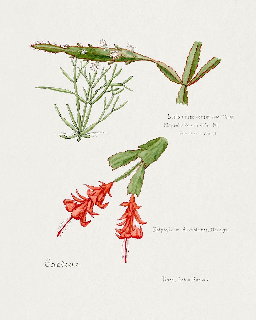 Rhipsalis. Digitally enhanced from our own original copy of Familie Der Cacteen (1893-1905). 