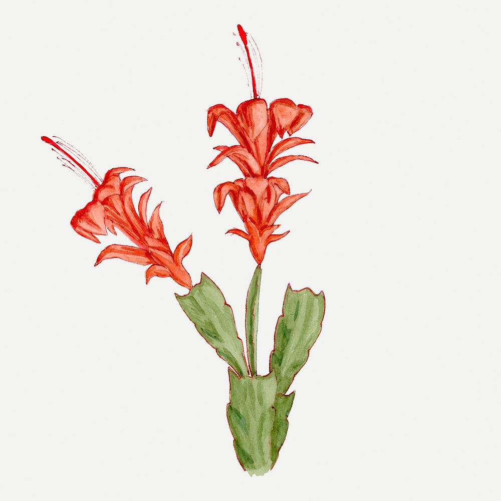 Orchid cactus sticker, aesthetic vintage red flower succulent illustration, classic design element psd