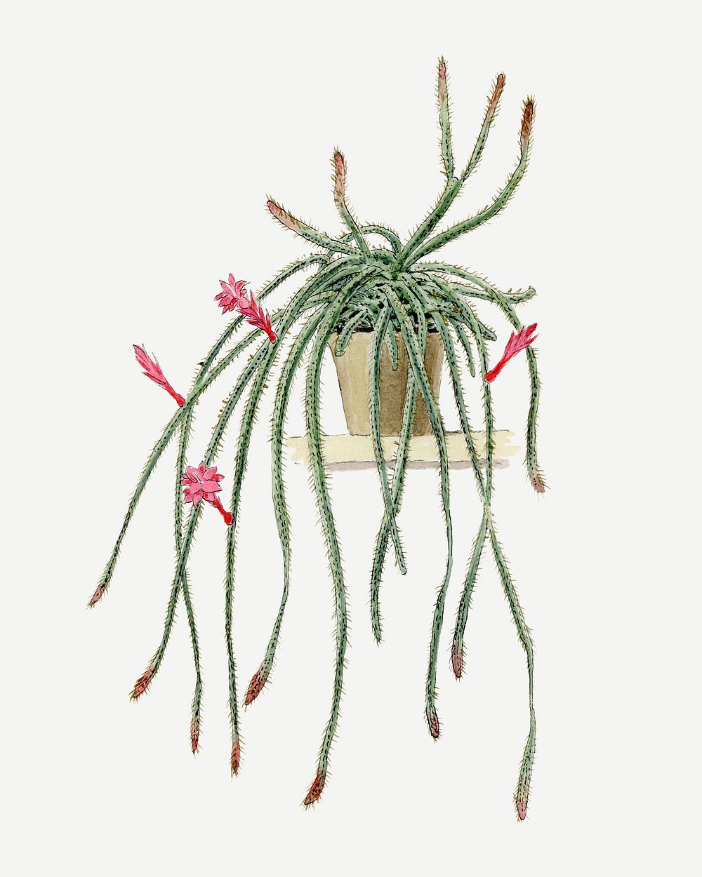 Rattail Cactus illustration, botanical drawing