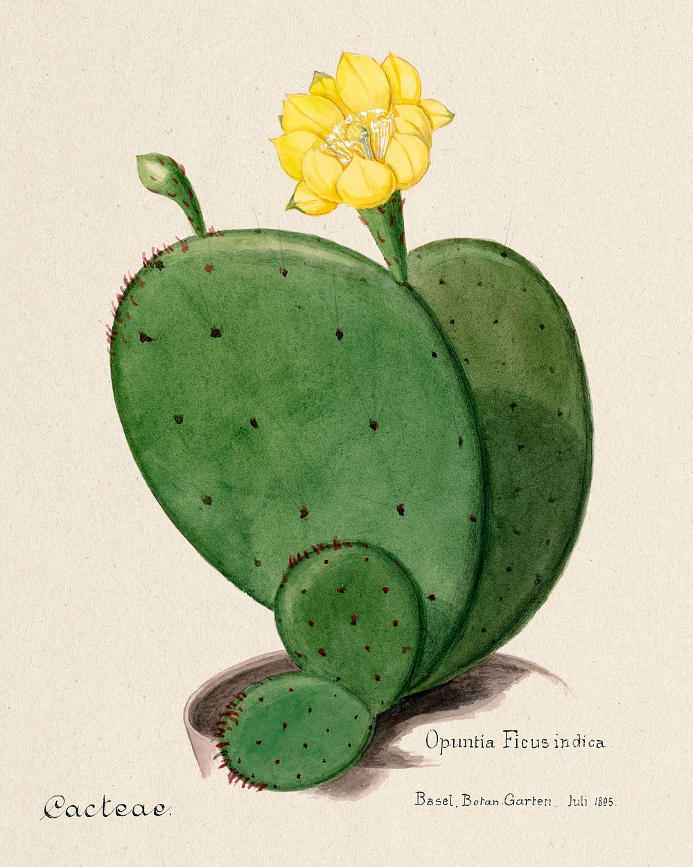 Indian fig opuntia cactus. Digitally enhanced from our own original copy of Familie Der Cacteen (1893-1905). 
