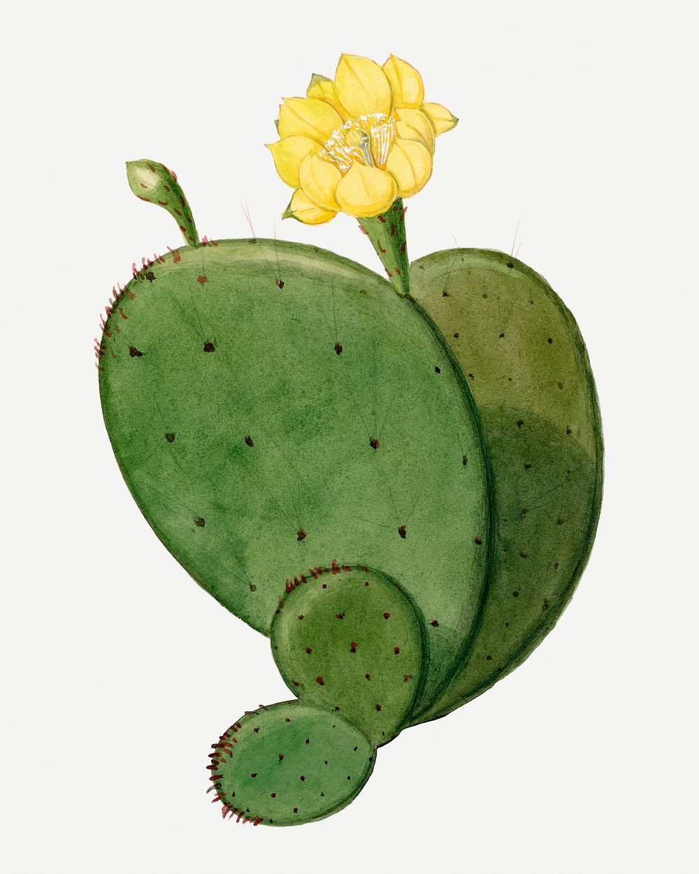Vintage Indian fig opuntia cactus illustration, classic floral drawing