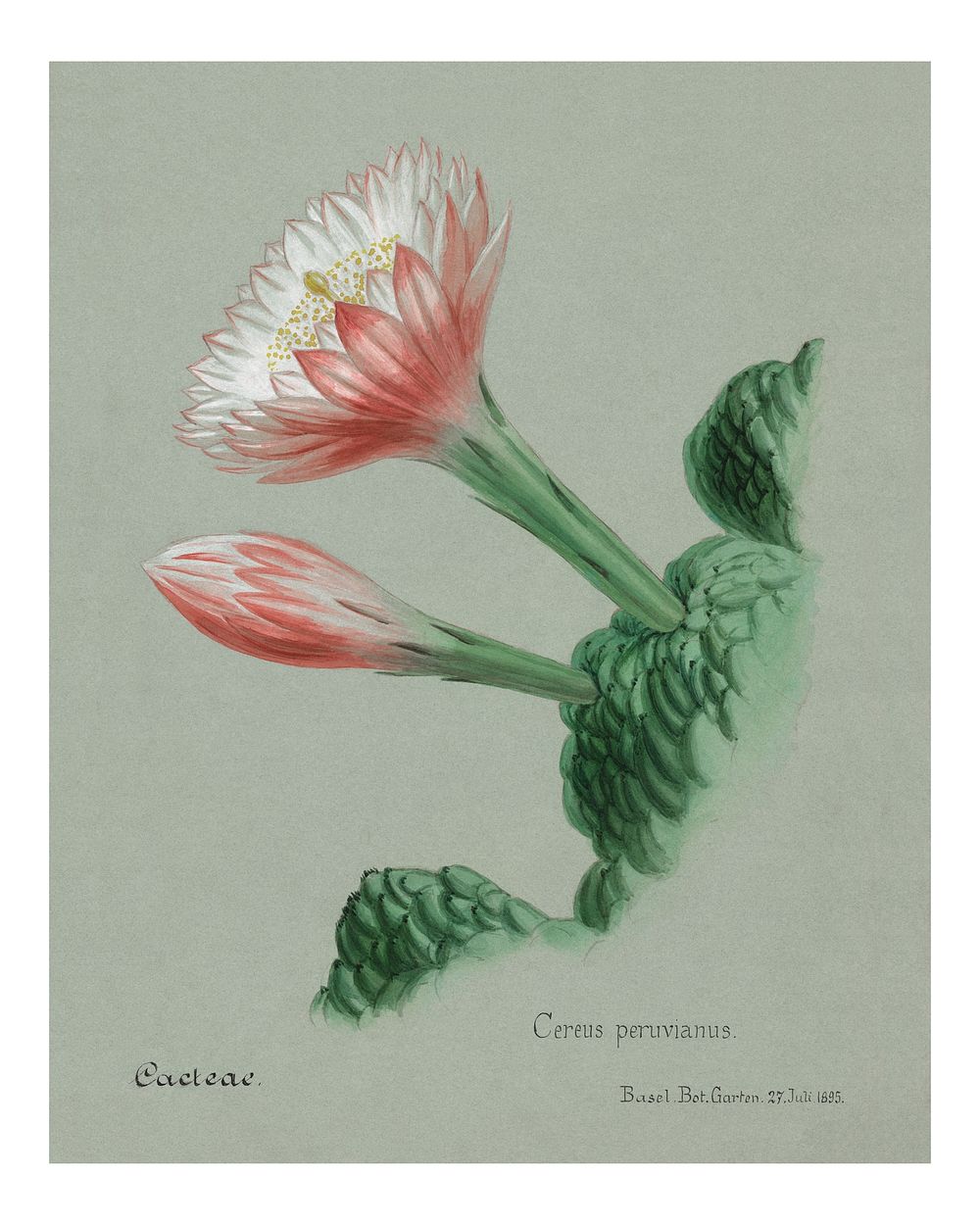 Peruvian apple cactus vintage art print, remixed from our own original copy of Familie Der Cacteen (1893-1905).