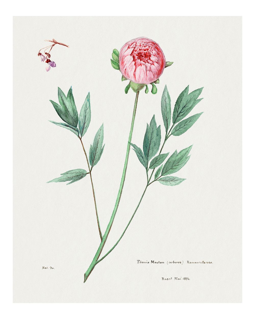 Moutan peony vintage art print, remixed from our own original copy of Familie Der Cacteen (1893-1905).