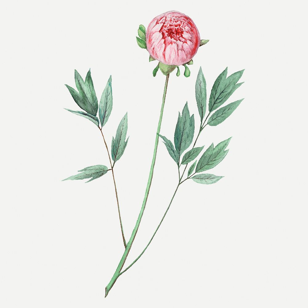 Pink flower drawing, aesthetic vintage Moutan peony illustration, classic design element psd