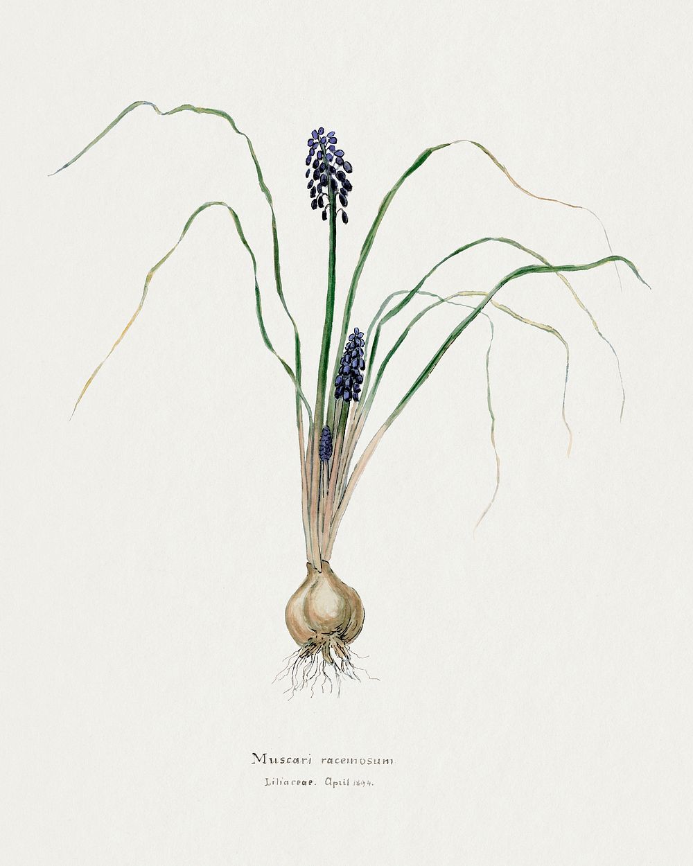 Hyacinth. Digitally enhanced from our own original copy of Familie Der Cacteen (1893-1905). 