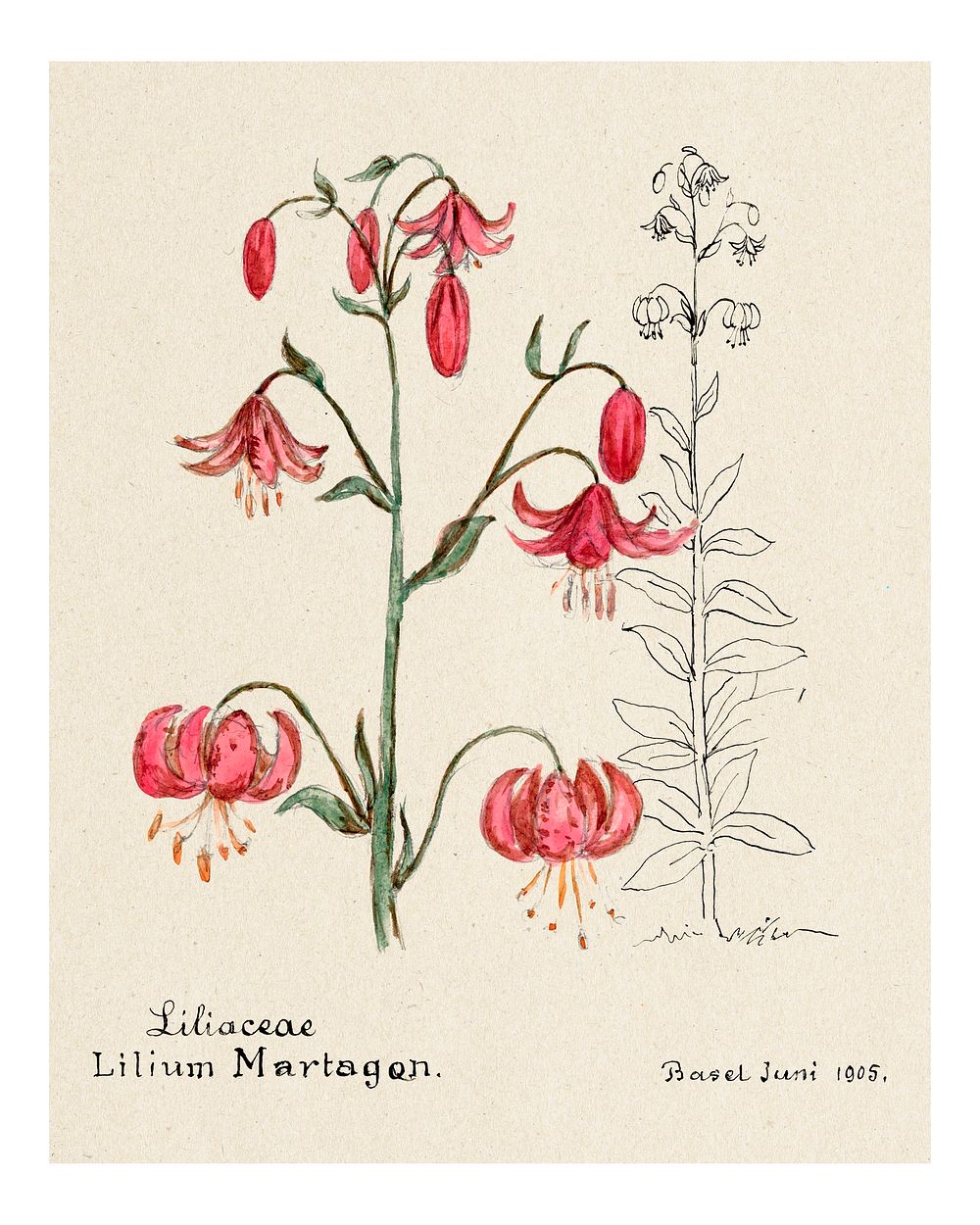 Lily vintage art print, remixed from our own original copy of Familie Der Cacteen (1893-1905).