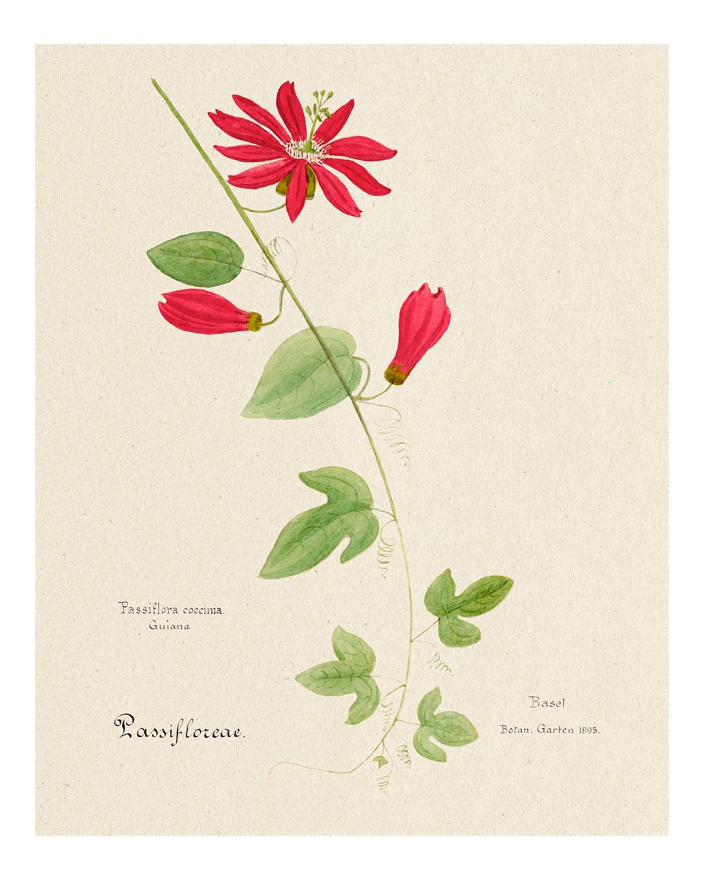 Red passiflora vintage art print, remixed from our own original copy of Familie Der Cacteen (1893-1905).