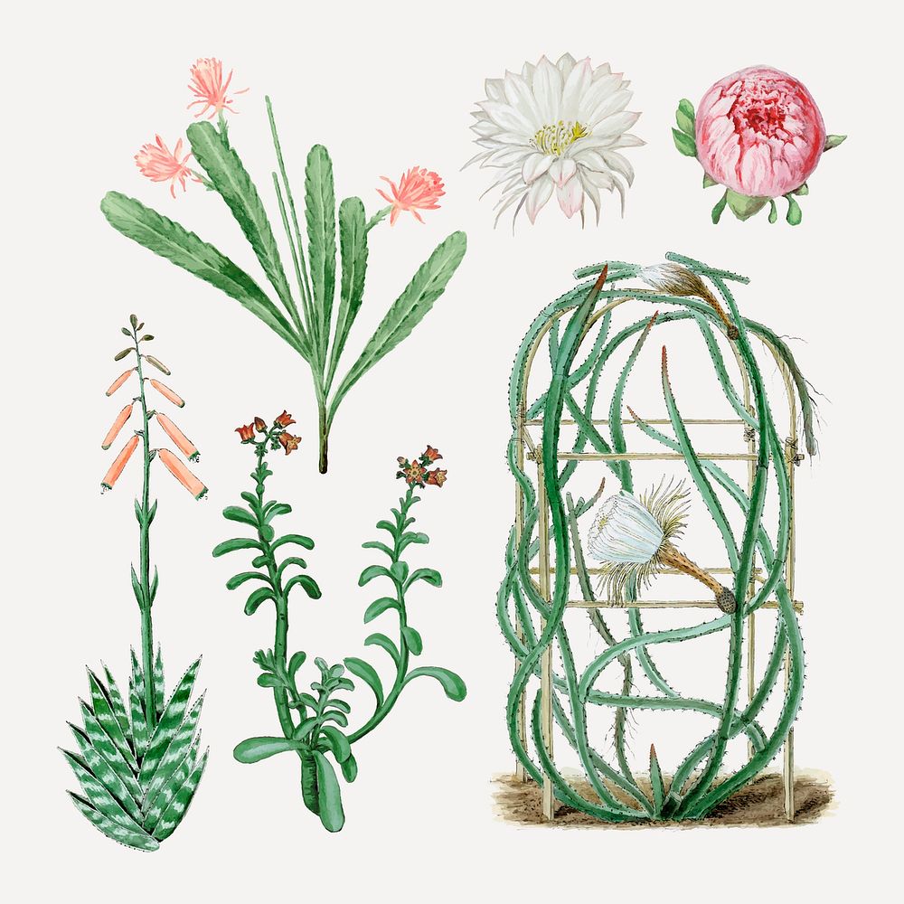 Vintage cactus flower drawing vector set