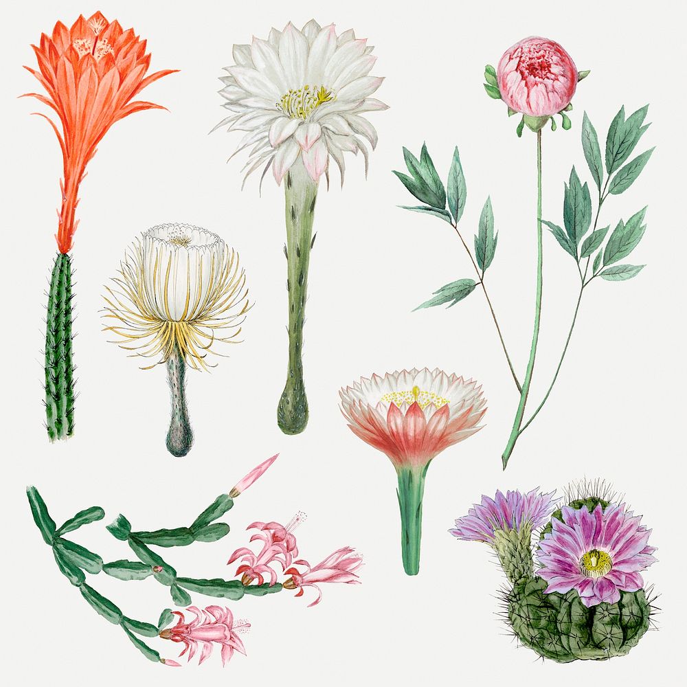 Vintage cactus flower drawing psd set