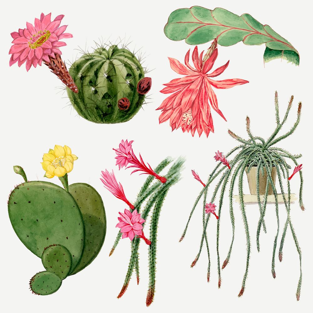 Vintage cactus flower drawing vector set