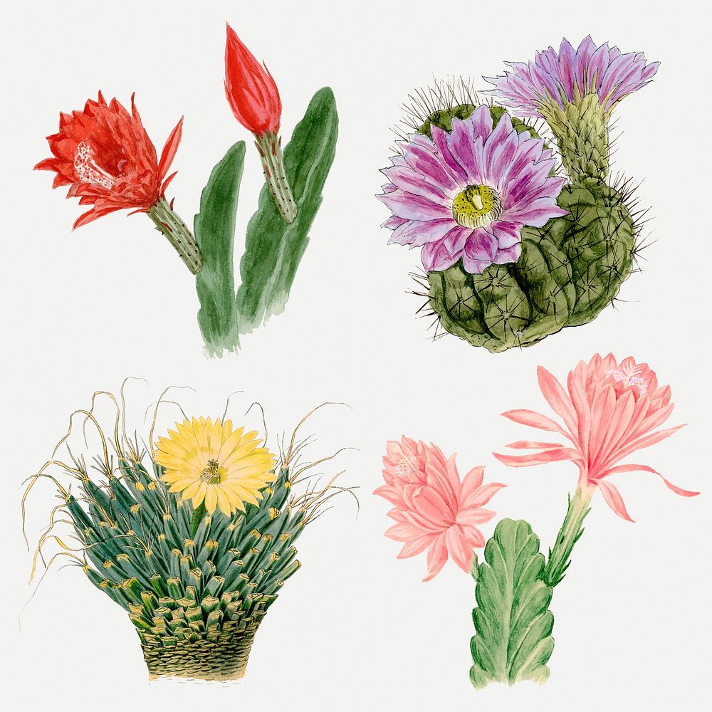 Vintage cactus flower drawing psd set