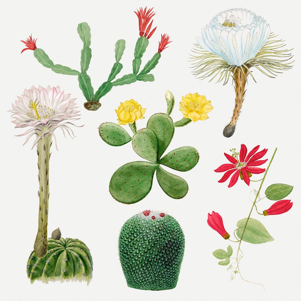 Vintage cactus flower drawing psd set