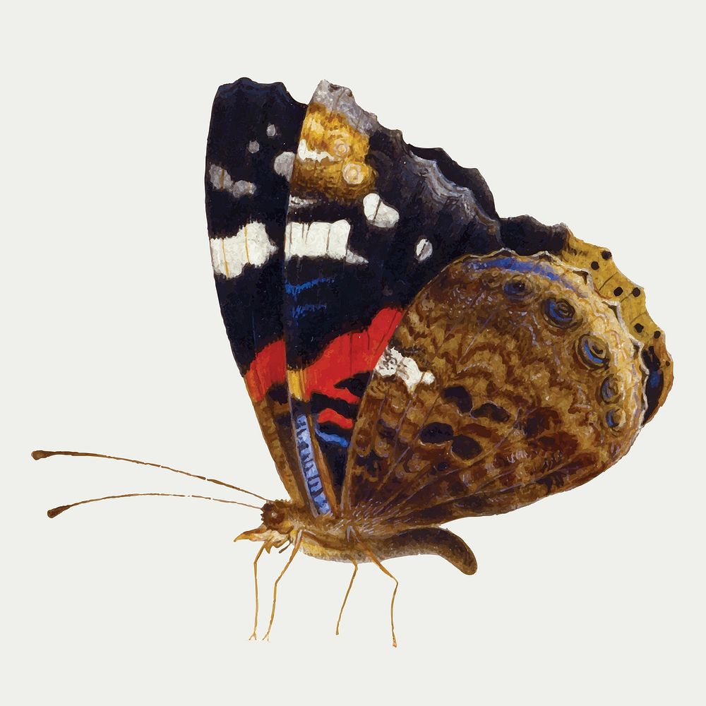 Vintage moth vector illustration, remixed from artworks by Jan van Kessel
