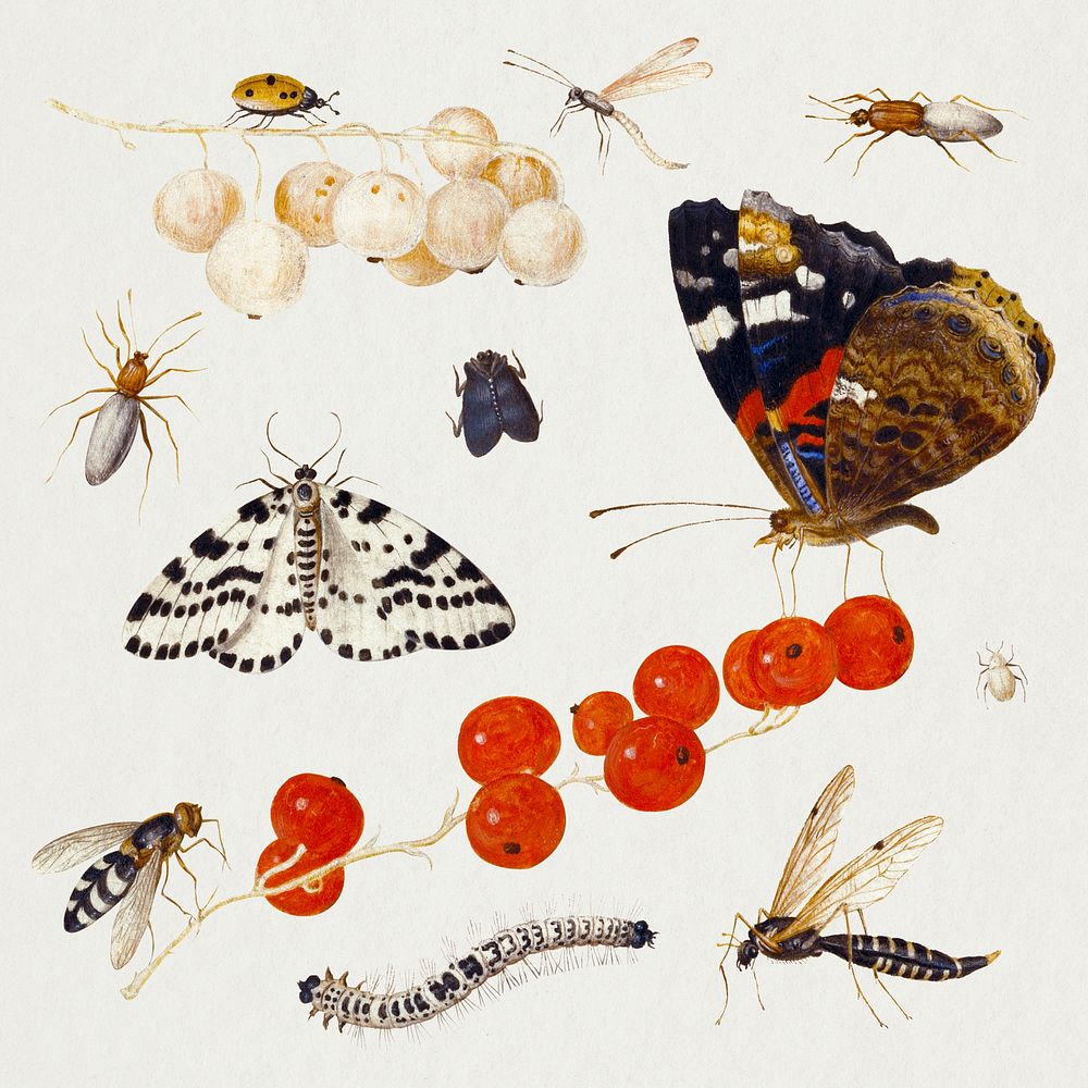 Insects, butterflies, bug psd set, remixed from artworks by Jan van Kessel