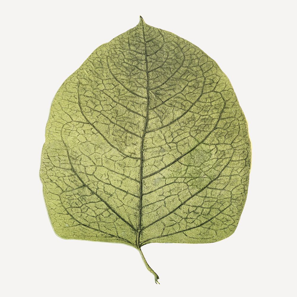 Vintage leaf botanical illustration psd, remix from Weltall und Menschheit book