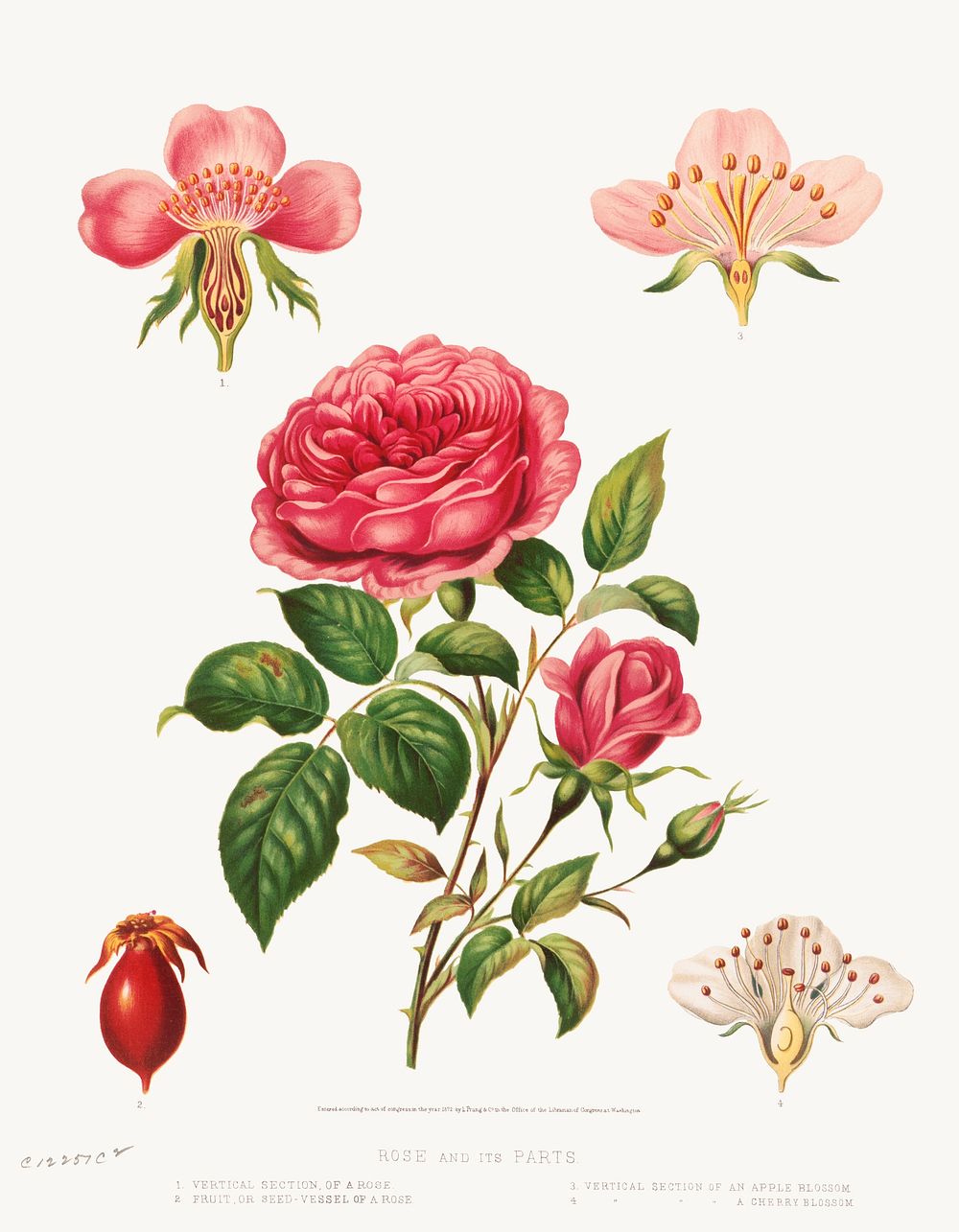 Rose and its parts (1872) in high resolution by L. Prang & Co. Original from The Library of Congress. Digitally enhanced by…