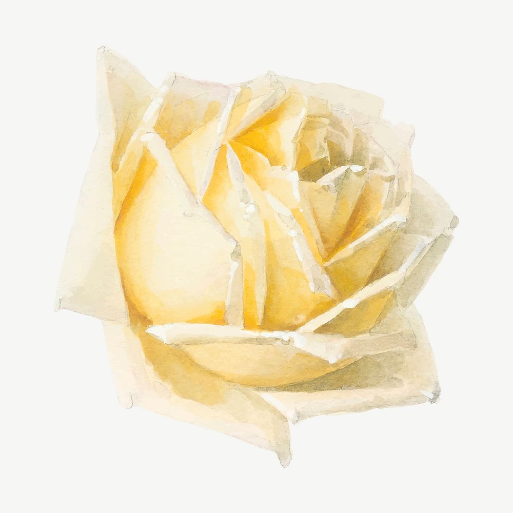 Vintage yellow rose flower head vector illustration, remix from artworks by Paul de Longpr&eacute;