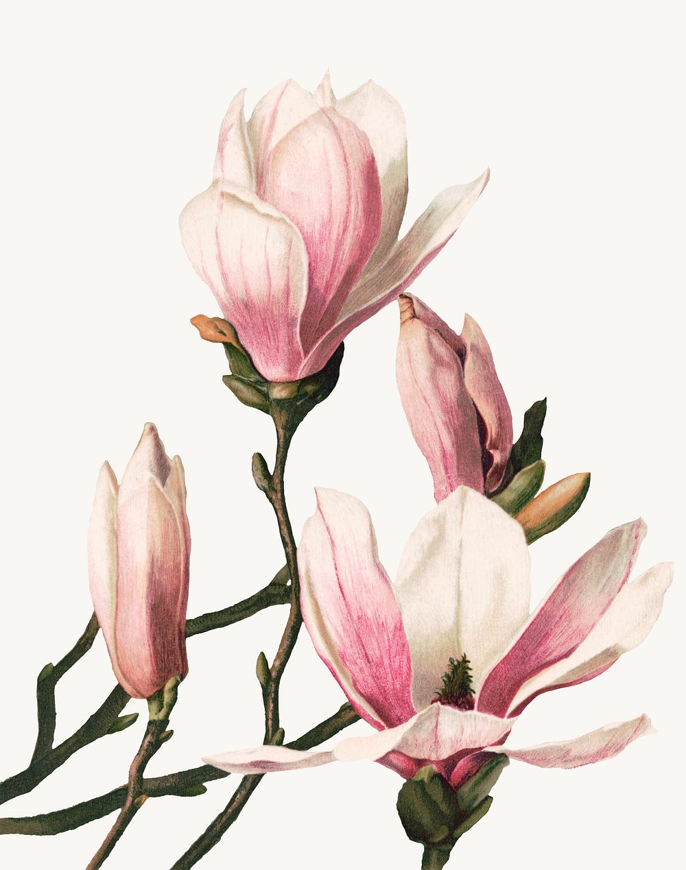 Vintage magnolia flower botanical illustration, remix from artworks by L. Prang & Co.
