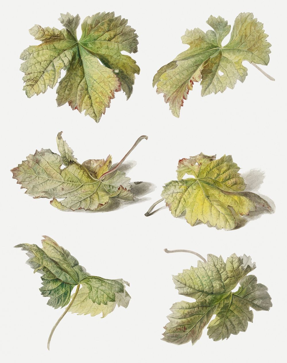 Vintage leaf botanical illustration psd set, remix from artworks by Willem van Leen