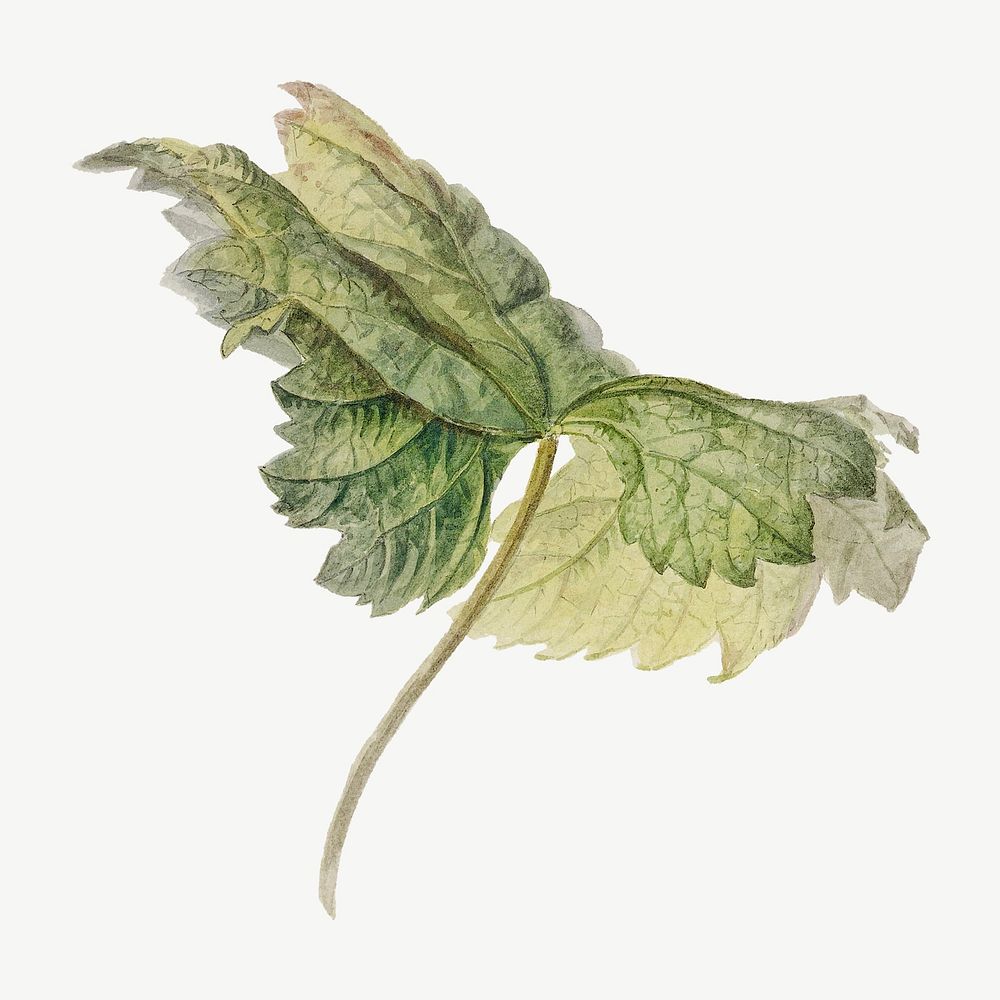 Vintage leaf botanical illustration, remix from artworks by Willem van Leen