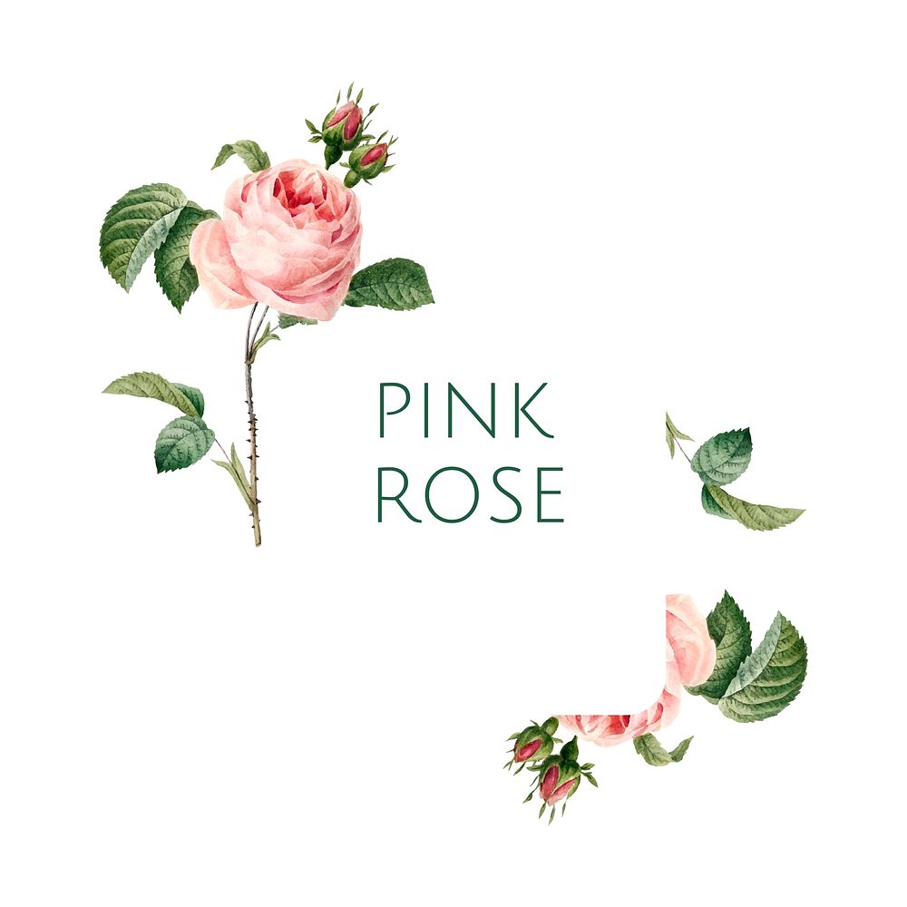 Hand drawn pink rose emblem vector