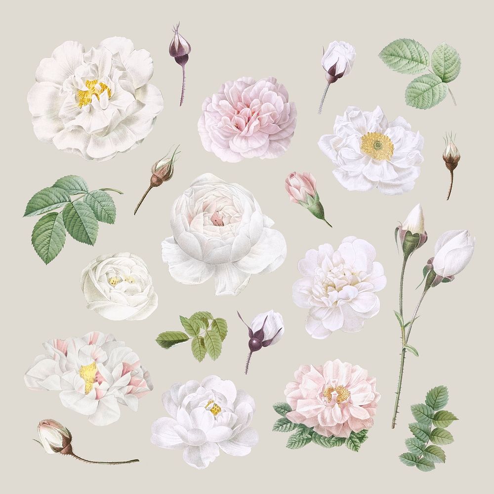 Vintage white flowers collection illustration