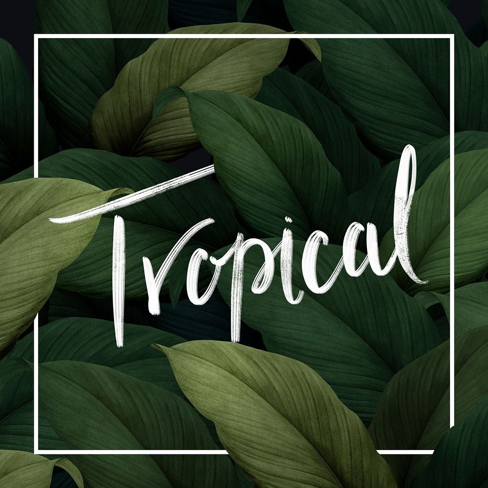 White rectangle frame on tropical leaves background