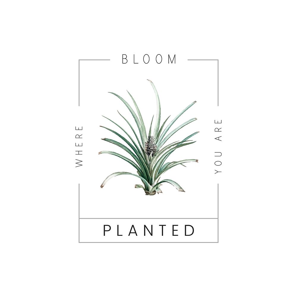 Bloom where you are planted with pineapple tree vector