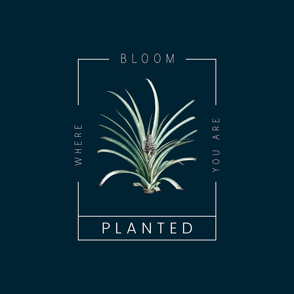 Bloom where you are planted with pineapple tree vector