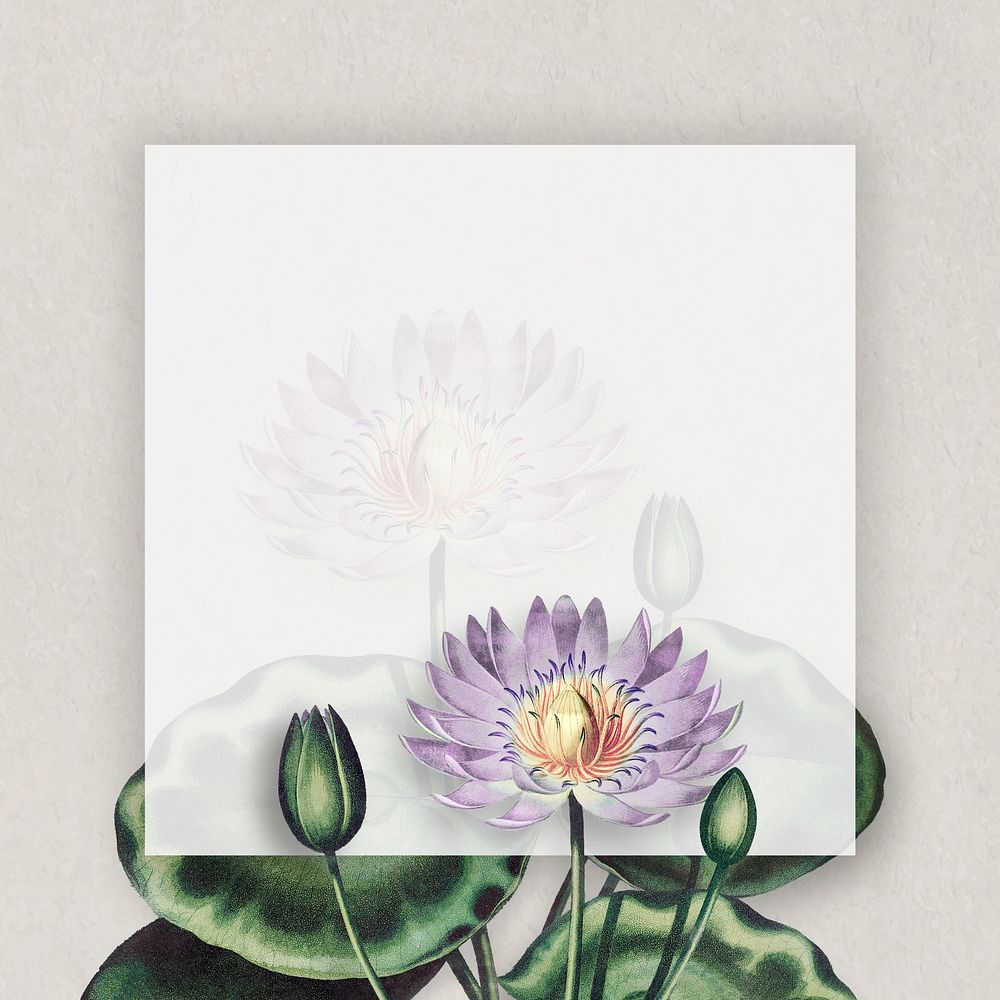 Blank purple water lilies frame illustration