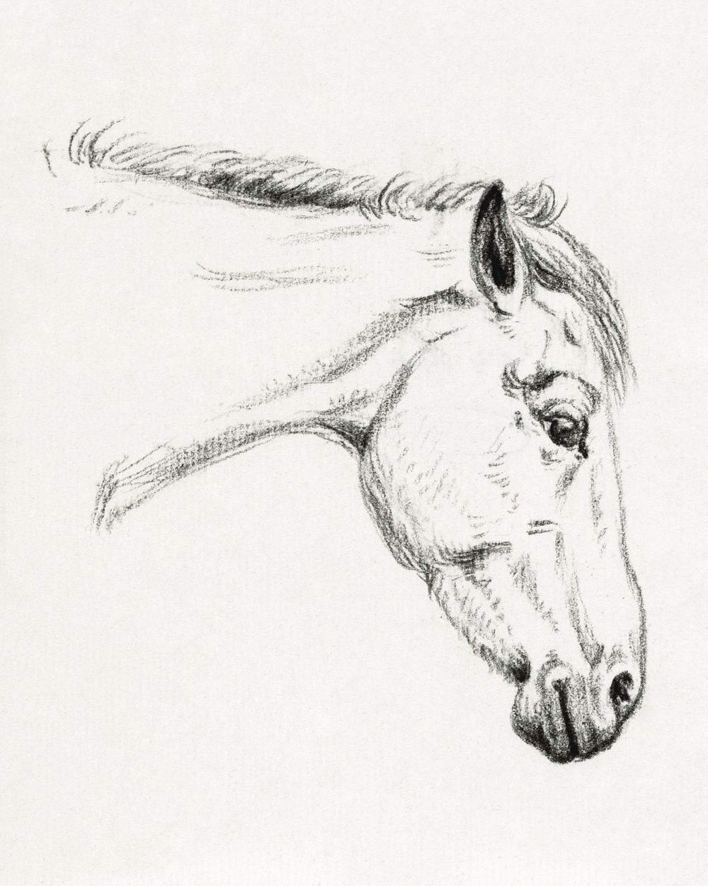 Head of a horse (1819) drawing in high resolution by Jean Bernard. Original from the Rijksmuseum. Digitally enhanced by…