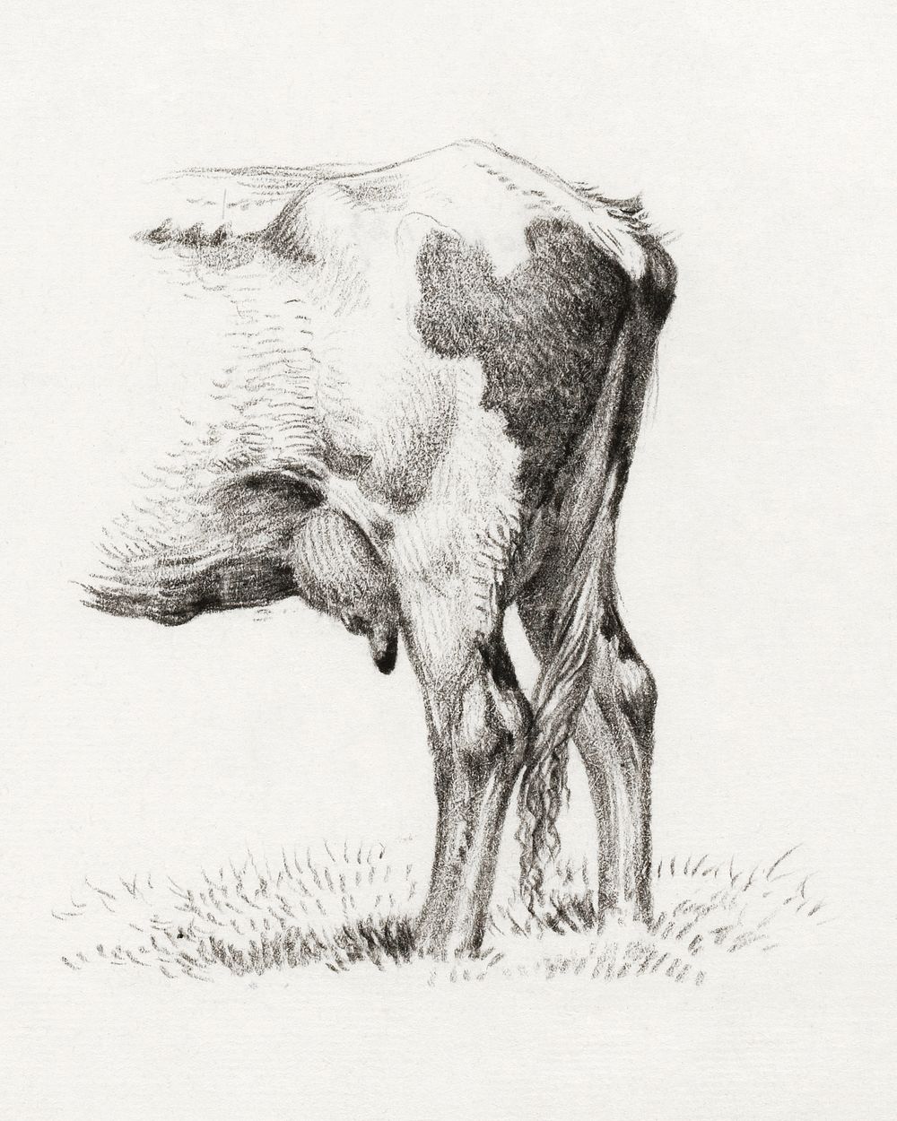 Back legs of a cow (1818) drawing in high resolution by Jean Bernard. Original from the Rijksmuseum. Digitally enhanced by…