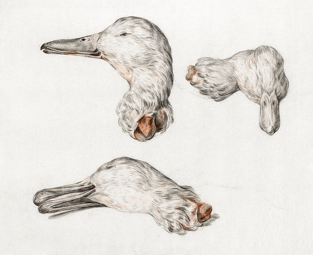 Severed head of ducks (1775–1833) drawing in high resolution by Jean Bernard. Original from the Rijksmuseum. Digitally…