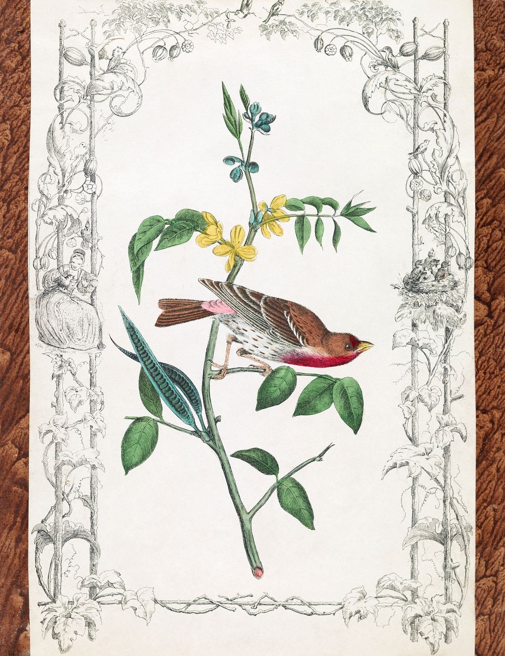 Crimson fronted Purple Finch. Drawn from nature by J.J. Audubon, F.R.S.F.L. (1840&ndash;1860) print in high resolution by…