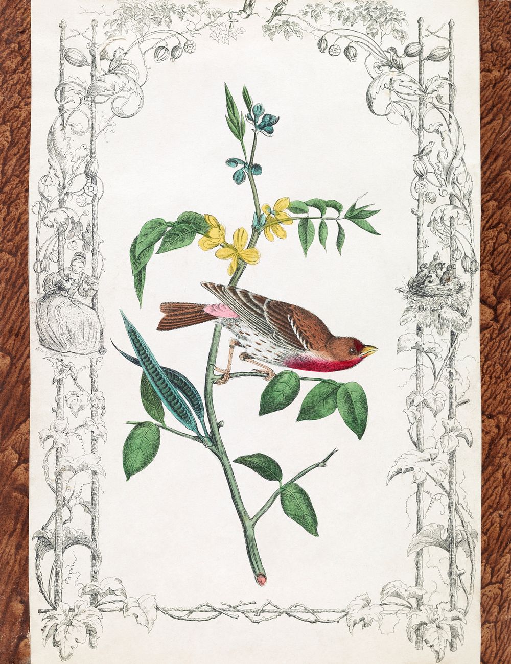 Crimson fronted Purple Finch. Drawn from nature by J.J. Audubon, F.R.S.F.L. (1840–1860) print in high resolution by John…