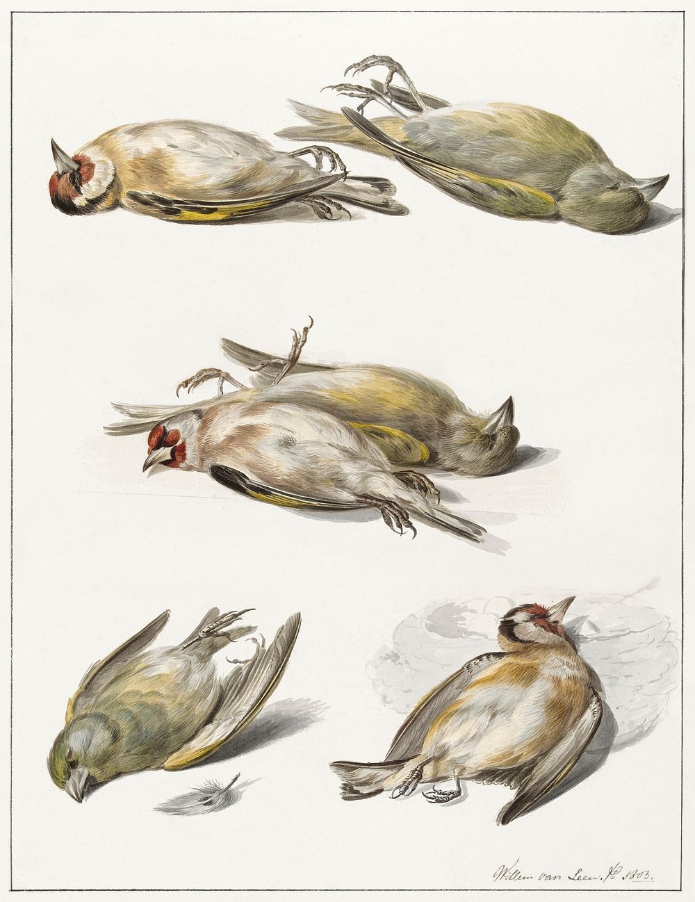 Six dead birds (1803) painting in high resolution by Willem Van Leen. Original from the Rijksmuseum. Digitally enhanced by…