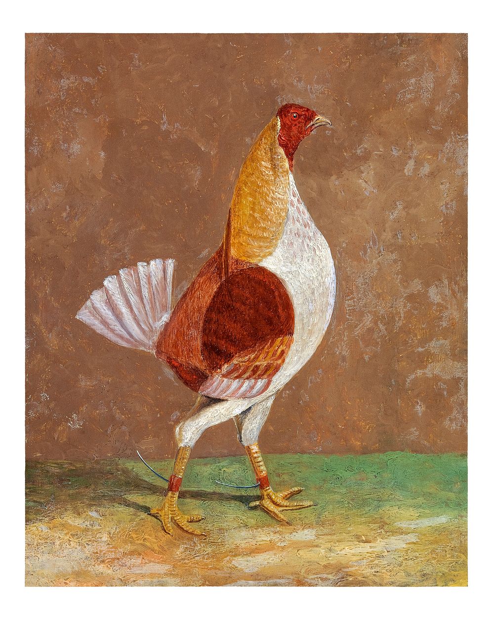 Fighting cock art print, vintage illustration by John Frederick Herring
