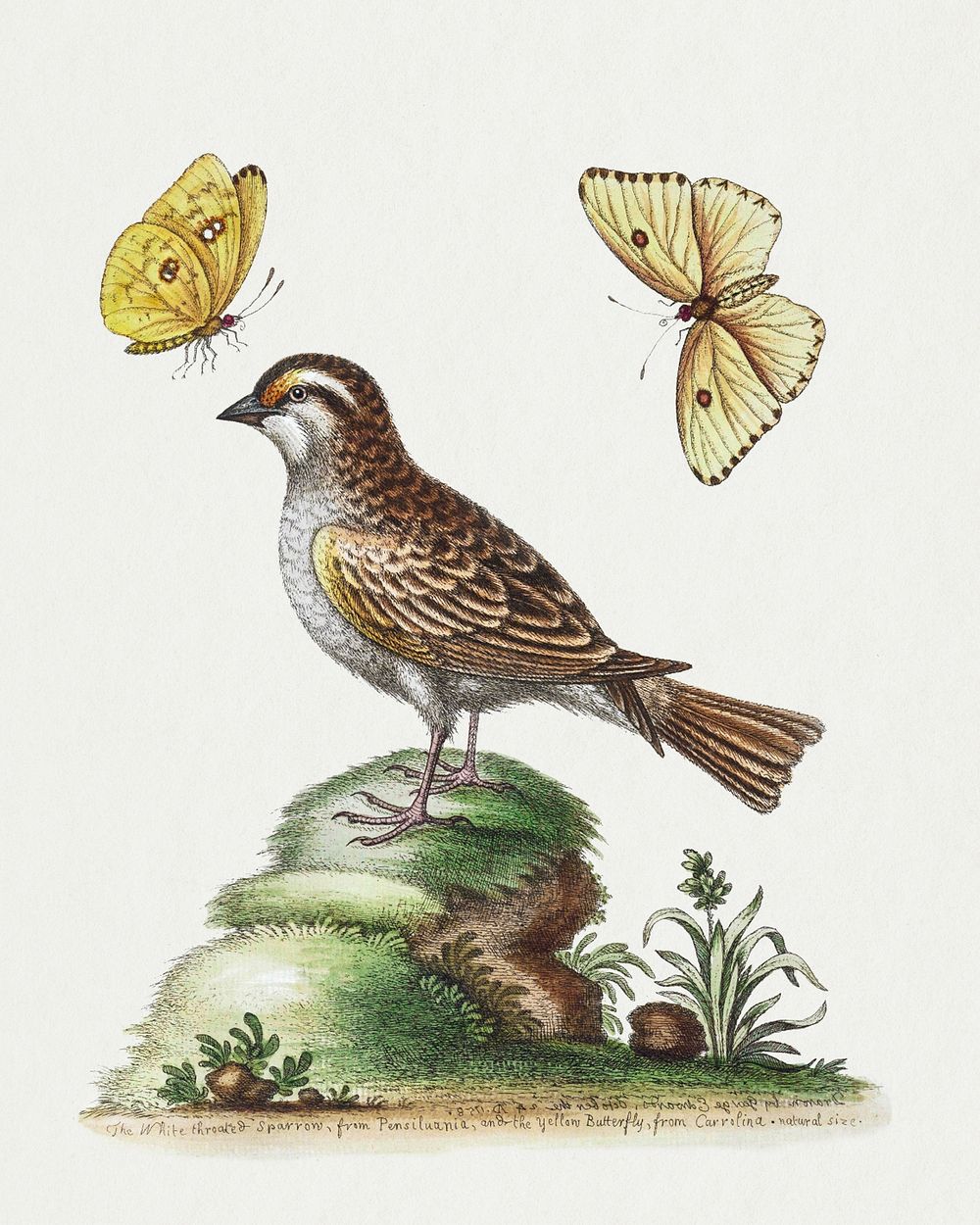 The White Throated Sparrow (1758) print in high resolution by George Edwards. Original from The Beinecke Rare Book &…