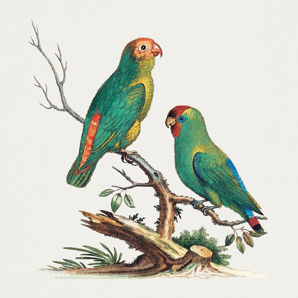 Vintage parrot sticker, bird illustration psd, remixed from the artworks by George Edwards