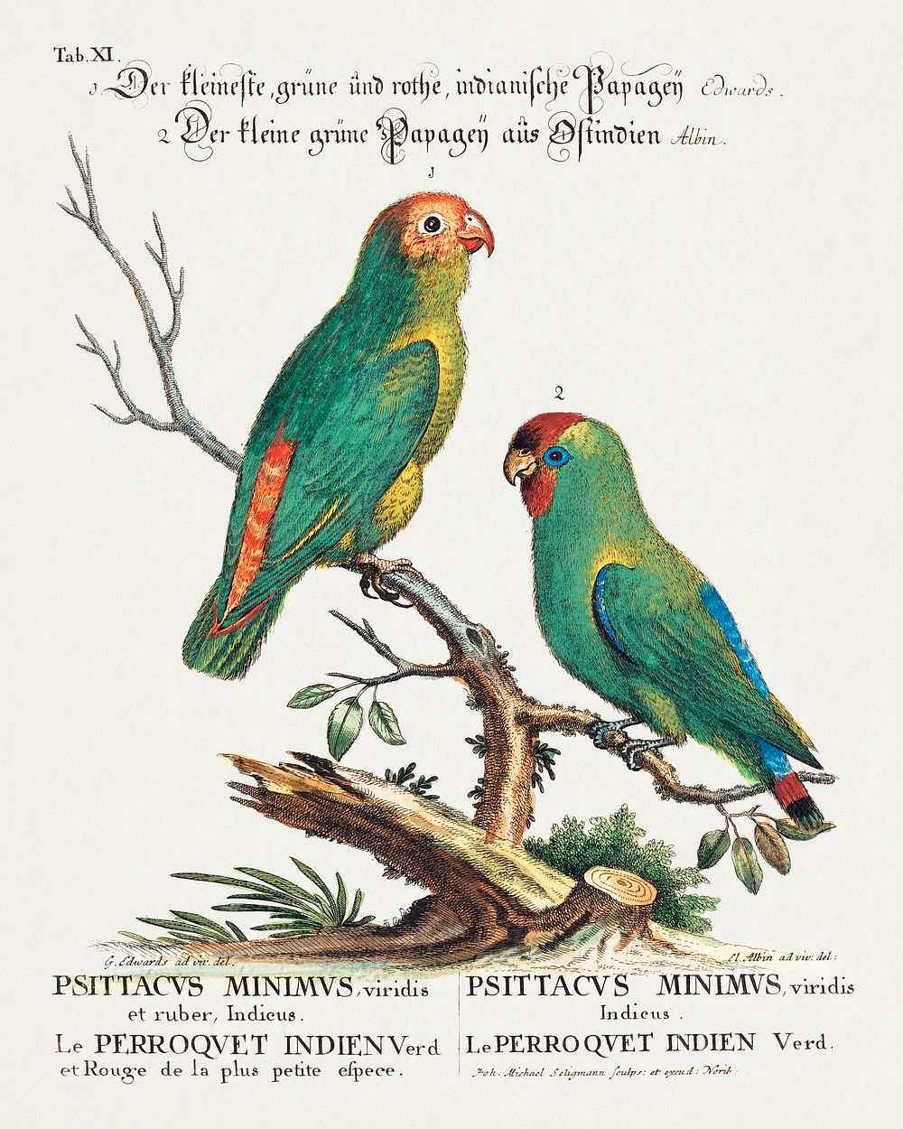 Parrot (Le Perroquet Indien. Psittacus Minimus) (1743-51) print in high resolution by George Edwards. Original from The…