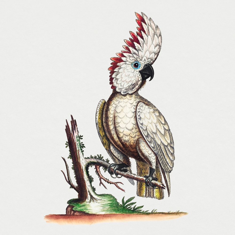 Vintage parrot sticker, bird illustration psd, remixed from the artworks by George Edwards