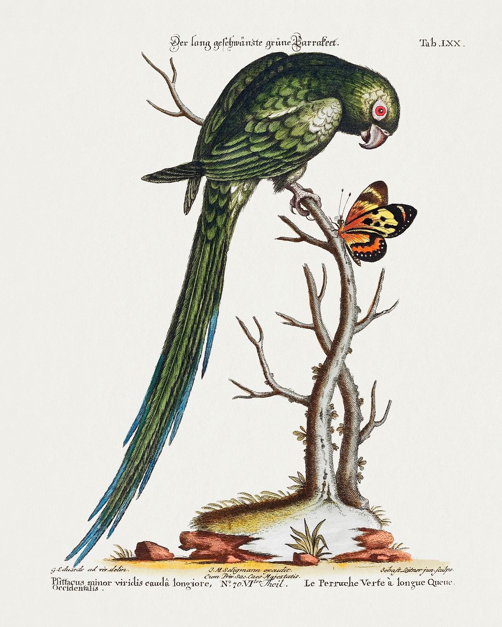 Psittacus minor viridis cauda longiore Occidentalis (1749-76) print in high resolution by George Edwards. Original from The…