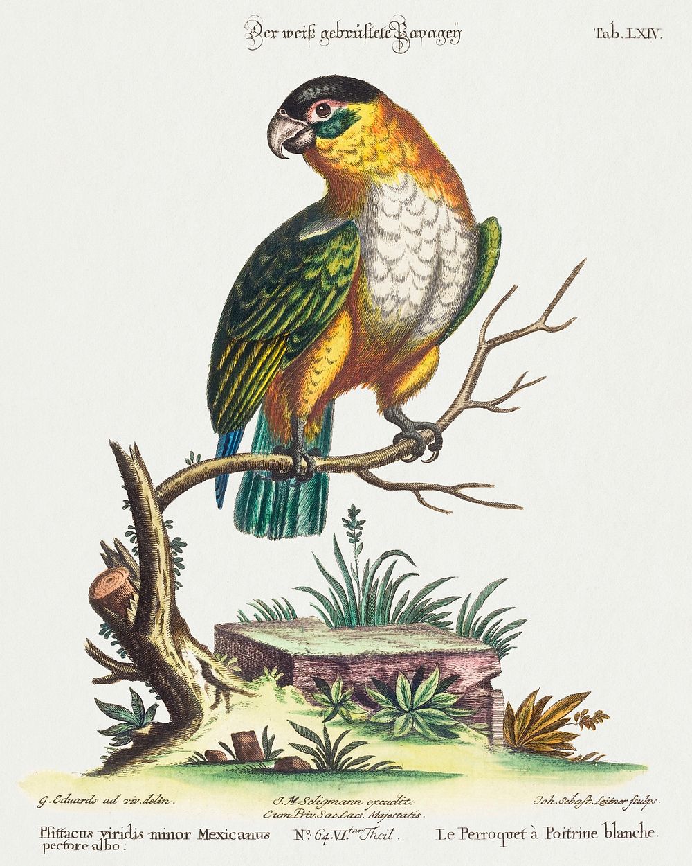 Psittacus viridis minor Mexicanus (1749-76) print in high resolution by George Edwards. Original from The National Gallery…