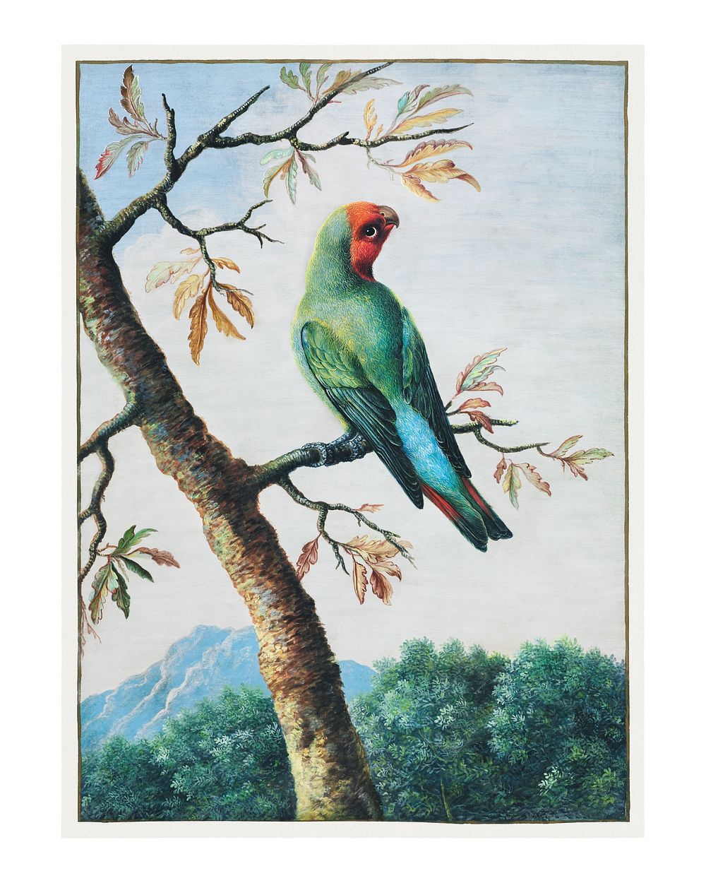 George Edwards Parrot art print, vintage bird illustration